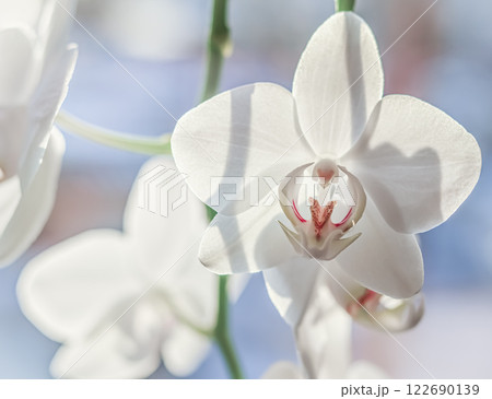 White orchid phalaenopsis flowers, macro. Floral background 122690139