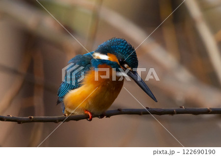 埼玉県川越市池辺　川越水上公園　修景池（ボート池）の水辺の枝にとまるカワセミ 122690190