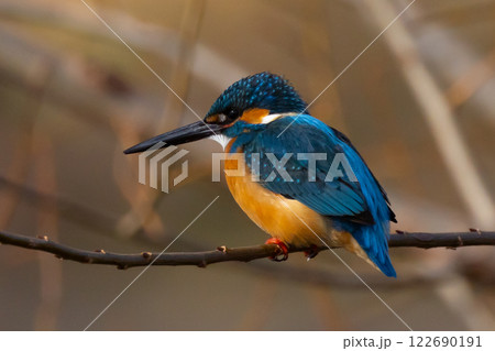 埼玉県川越市池辺　川越水上公園　修景池（ボート池）の水辺の枝にとまるカワセミ 122690191