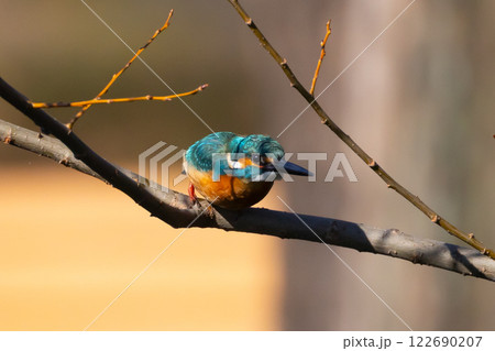 埼玉県川越市池辺 川越水上公園 修景池(ボート池)の水辺の枝にとまるカワセミ 埼玉県川越市池辺 川越水上公園 修景池(ボート池)の水辺の枝にとまるカワセミ 122690207