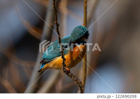 埼玉県川越市池辺　川越水上公園　修景池（ボート池）の水辺の枝にとまるカワセミ 122690209