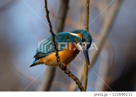 埼玉県川越市池辺　川越水上公園　修景池（ボート池）の水辺の枝にとまるカワセミ 122690211