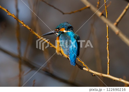 埼玉県川越市池辺　川越水上公園　修景池（ボート池）の水辺の枝にとまるカワセミ 122690216