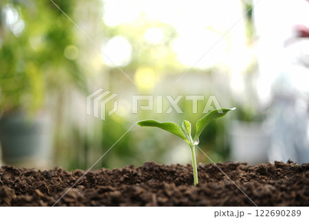 Small pumpkin sprout growing macro closeup Small pumpkin sprout growing macro closeup 122690289