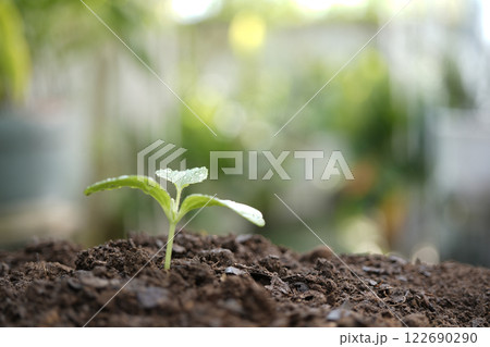 Small cantaloupe sprout growing macro closeup Small cantaloupe sprout growing macro closeup 122690290