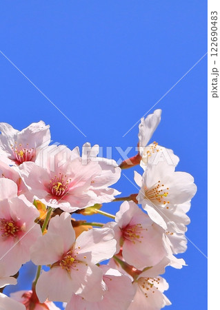 満開になった舞鶴公園の桜 満開になった舞鶴公園の桜 122690483