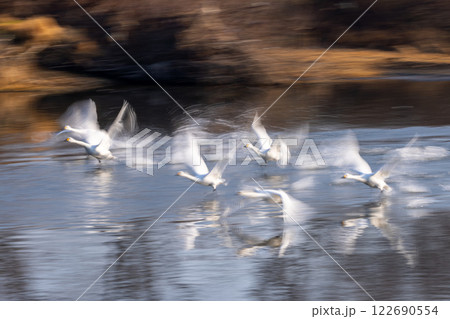 埼玉県比企郡川島町越辺川の白鳥飛来地　飛び立つコハクチョウの群れと川面の反射の流し撮り 122690554
