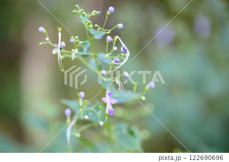 カリガネソウの花 122690696