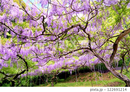 藤の花 122691214