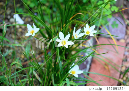 爽やか　タマスダレの花 122691224