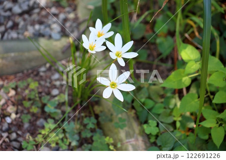 爽やか　タマスダレの花 122691226