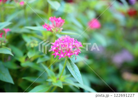 可愛い ペンタスの花 可愛い ペンタスの花 122691227