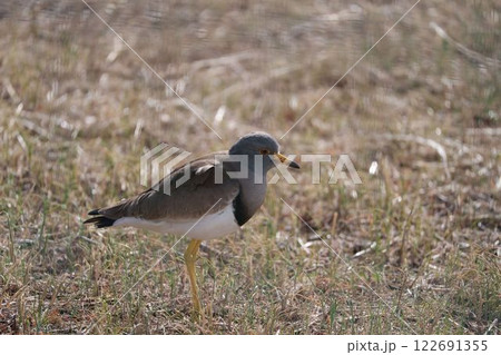 土中を叩くケリ 122691355