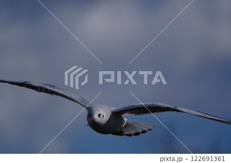 飛翔するユリカモメ 122691361