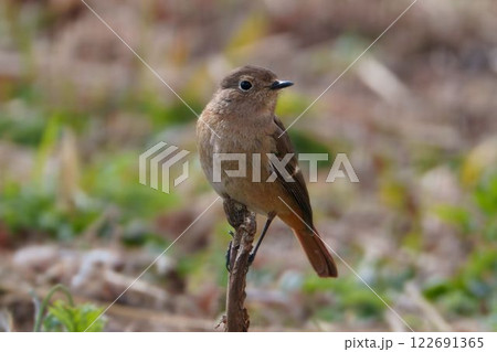 横を見るジョウビタキ♀ 122691365