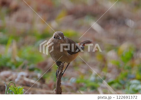 尾羽を上げるジョウビタキ♀ 尾羽を上げるジョウビタキ♀ 122691372