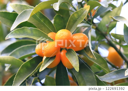 収穫期を迎えた金柑(きんかん) 収穫期を迎えた金柑(きんかん) 122691392