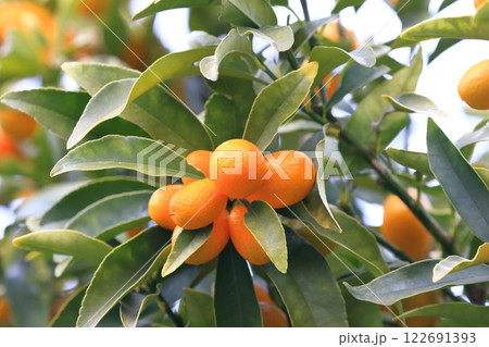 収穫期を迎えた金柑(きんかん) 収穫期を迎えた金柑(きんかん) 122691393