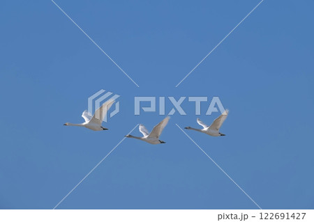 成鳥について飛ぶ幼鳥 122691427