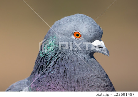 埼玉県川越市池辺　川越水上公園　修景池（ボート池）のカワラバト河原鳩（ドバト土鳩）クローズアップ 122691487