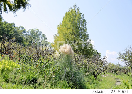 パンパスグラスの花穂 122691621