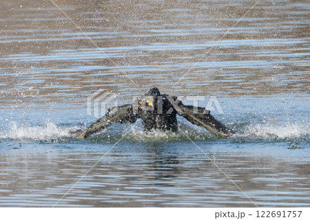 埼玉県川越市池辺　川越水上公園　修景池（ボート池）の水面で羽ばたき水しぶきを上げるカワウ（河鵜） 122691757