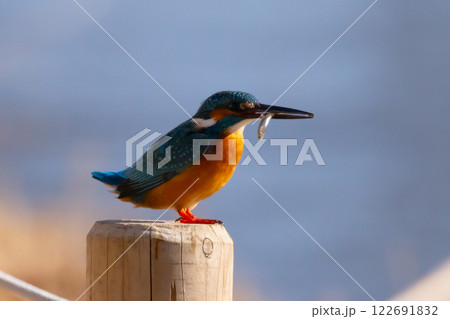 埼玉県川越市池辺　川越水上公園　修景池（ボート池）の水辺にとまりエサの小魚をくわえるカワセミ 122691832