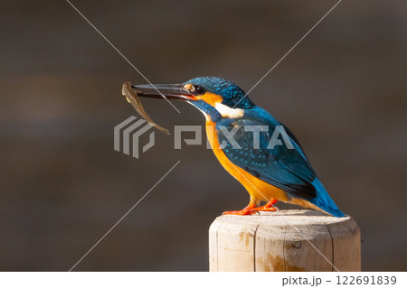 埼玉県川越市池辺　川越水上公園　修景池（ボート池）の水辺にとまりエサの小魚をくわえるカワセミ 122691839