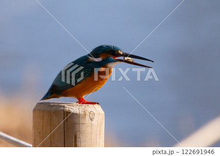埼玉県川越市池辺　川越水上公園　修景池（ボート池）の水辺にとまりエサの小魚を飲み込むカワセミ 122691946