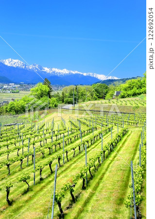 ぶどう畑と北アルプス 122692054