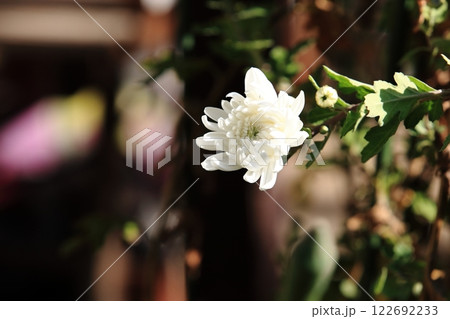 寒菊の花 122692233