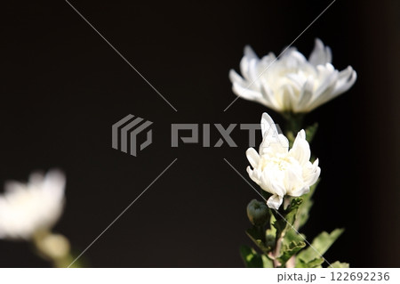 寒菊の花 寒菊の花 122692236