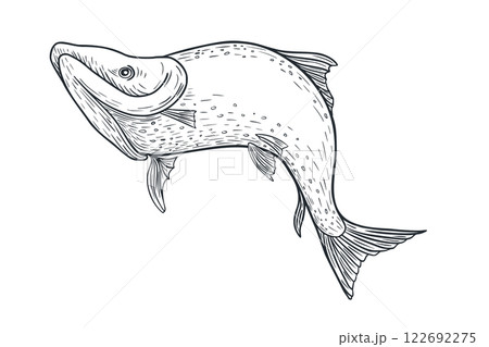 Sea fish swimming black white vector illustration. Salmon monochrome sketch hand drawn. Nerka fish painted ink engraving art. Sockeye drawing in graphic. Design element for package, label, sign board. 122692275