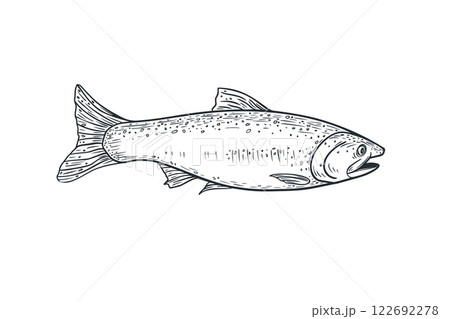 Trout fish black white vector illustration. Salmon monochrome sketch hand drawn. Nerka sea fish painted ink graphic art. Sockeye drawing engraving. Design element for package, label, sign board. Trout fish black white vector illustration. Salmon monochrome sketch hand drawn. Nerka sea fish painted ink graphic art. Sockeye drawing engraving. Design element for package, label, sign board. 122692278
