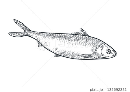 Herring monochrome black white vector illustration. Atlantic fish Shad linear sketch hand drawn. Sardine, smelt sea fish painted ink engraving drawing. Design element for package, label, sign board. Herring monochrome black white vector illustration. Atlantic fish Shad linear sketch hand drawn. Sardine, smelt sea fish painted ink engraving drawing. Design element for package, label, sign board. 122692281