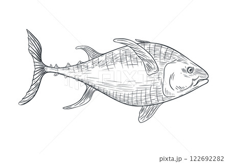 Single tuna fish black white vector illustration. Sea fish monochrome sketch hand drawn. Yellowfin tuna engraving ink art. Kingfish graphic drawing . Design element for package, label, sign board. 122692282