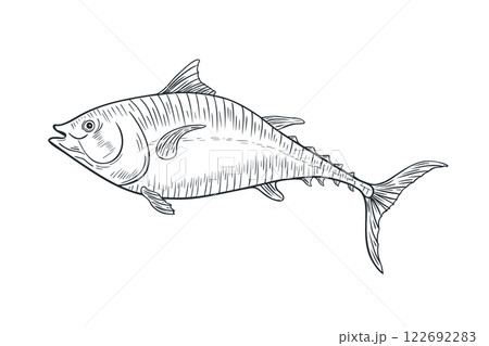 Bluefin tuna fish black white vector illustration. Sea fish engraving hand drawn. Albacore tuna graphic painted linear art. Mackerel drawing monochrome. Design element for package, label, sign board. Bluefin tuna fish black white vector illustration. Sea fish engraving hand drawn. Albacore tuna graphic painted linear art. Mackerel drawing monochrome. Design element for package, label, sign board. 122692283