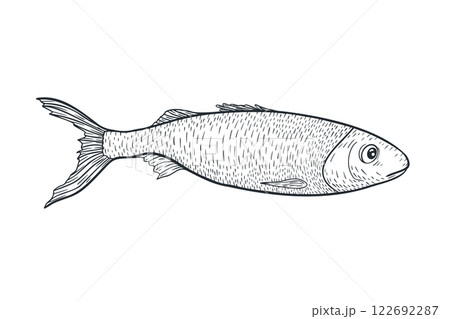 Sardine monochrome vector illustration hand drawn. Herring black white drawing for seafood logos, packaging. Fish silhouette engraving art. Anchovy graphic linear style for prints. 122692287