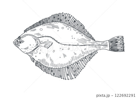 Flounder fish black white vector illustration. Flatfish, Halibut engraving sketch hand drawn. Turbot sea fish painted ink etch art. Brill fish monochrome drawing. Element for label, sign board. Flounder fish black white vector illustration. Flatfish, Halibut engraving sketch hand drawn. Turbot sea fish painted ink etch art. Brill fish monochrome drawing. Element for label, sign board. 122692291