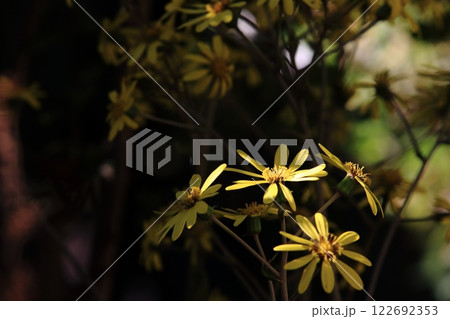 ツワブキの花 ツワブキの花 122692353