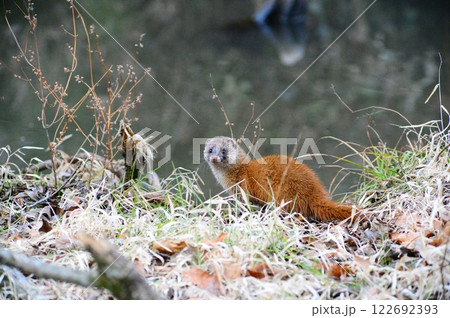 イタチのお散歩 122692393