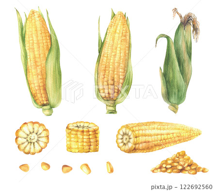 Corn, golden maize set. Natural vegetables bunch of sweet corns cobs with husk, cut cob and corn kernels. Farm harvest. Watercolor hand drawn illustration isolated from background for product label 122692560