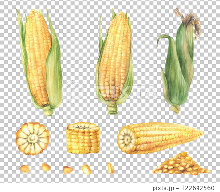 Corn, golden maize set. Natural vegetables bunch of sweet corns cobs with husk, cut cob and corn kernels. Farm harvest. Watercolor hand drawn illustration isolated from background for product label 122692560