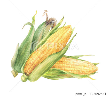 Corn Cobs vegetable harvest. Golden sweet maize with green leaves and husks Grain agricultural crop composition for farm packaging, food label. Watercolor painted isolated from background illustration 122692561