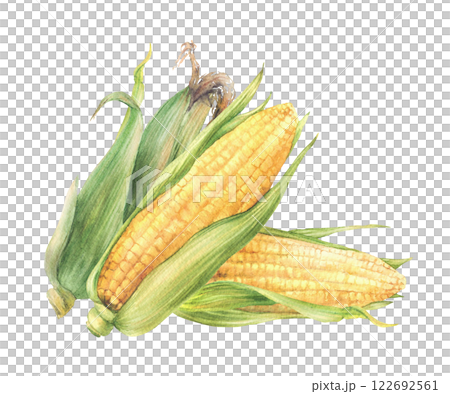 Corn Cobs vegetable harvest. Golden sweet maize with green leaves and husks Grain agricultural crop composition for farm packaging, food label. Watercolor painted isolated from background illustration 122692561