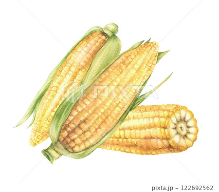 Corn cobs. Sweet golden maize cobs composition Yellow grain vegetable with green husks, leaves Watercolor realistic painted isolated from background illustration for food label, farming product design 122692562