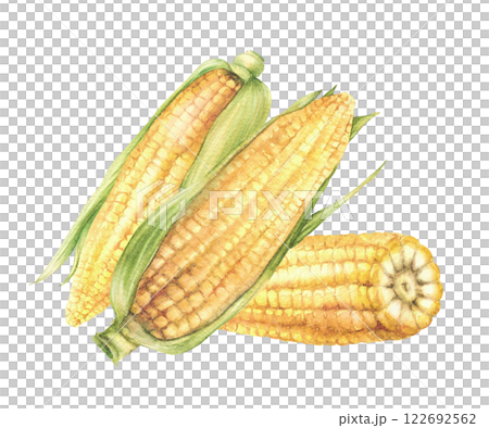 Corn cobs. Sweet golden maize cobs composition Yellow grain vegetable with green husks, leaves Watercolor realistic painted isolated from background illustration for food label, farming product design 122692562