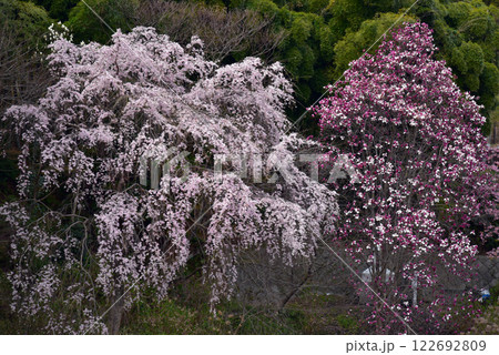 京都大原野千原池に咲くしだれ桜と紅木蓮 122692809