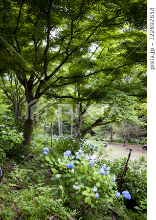 紫陽花のある風景 122692858