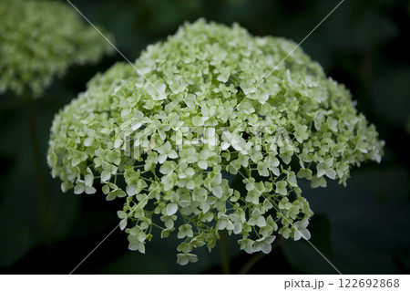 白いアジサイ 白いアジサイ 122692868